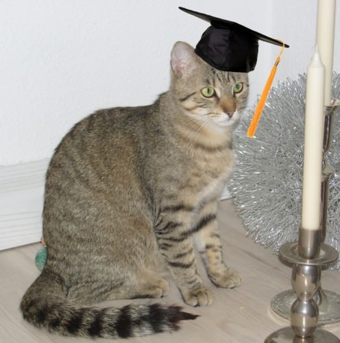 Jasper Graduation Cap