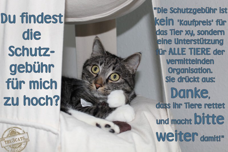 the3cats_Schutzgebühr