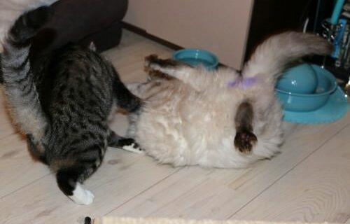 _the3cats_2015_12_18_1996