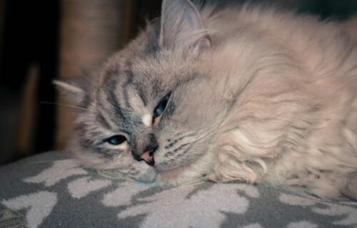 _the3cats_2015_12_19_2035