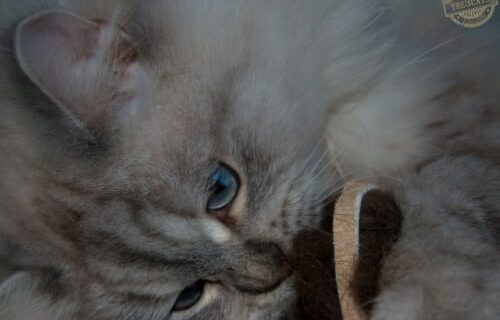 _the3cats_2015_12_28_2413