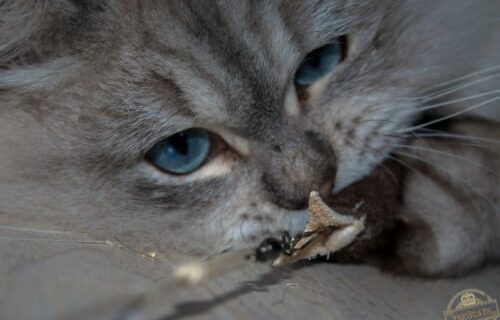 _the3cats_2015_12_28_2414