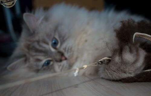 _the3cats_2015_12_28_2453