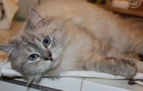 _the3cats_2016_03_06_4852