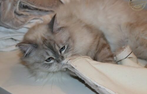 _the3cats_2016_03_06_4873