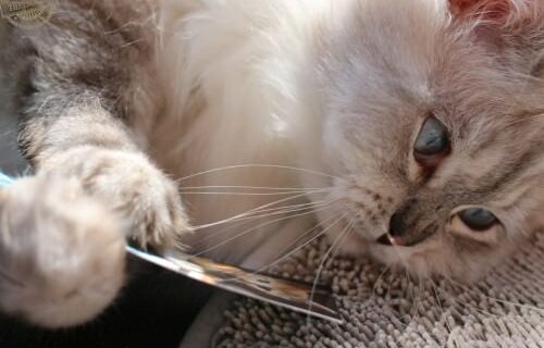 _the3cats_2016_03_26_5285
