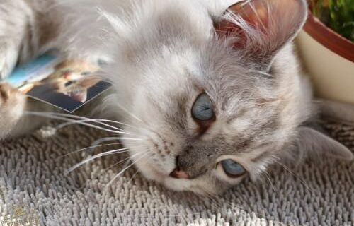 _the3cats_2016_03_26_5308