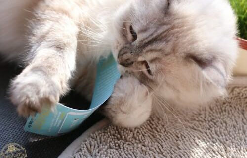 _the3cats_2016_03_26_5348