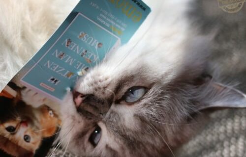 _the3cats_2016_03_26_5406