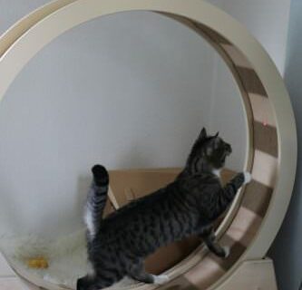 _the3cats_2016_06_19_9232