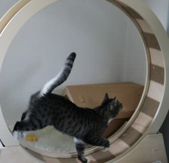 _the3cats_2016_06_19_9237