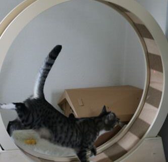 _the3cats_2016_06_19_9240