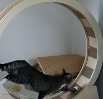 _the3cats_2016_06_19_9244