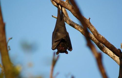 bat-868410_640
