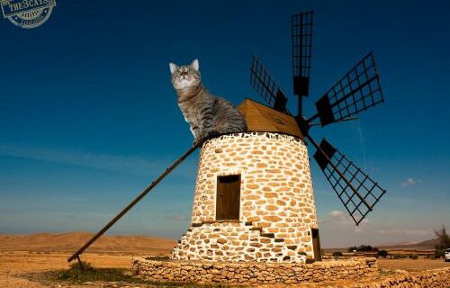 windmill-jasper