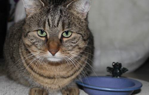 _the3cats_2015_01_31_8497