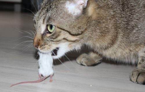 _the3cats_2013_06_11_9709