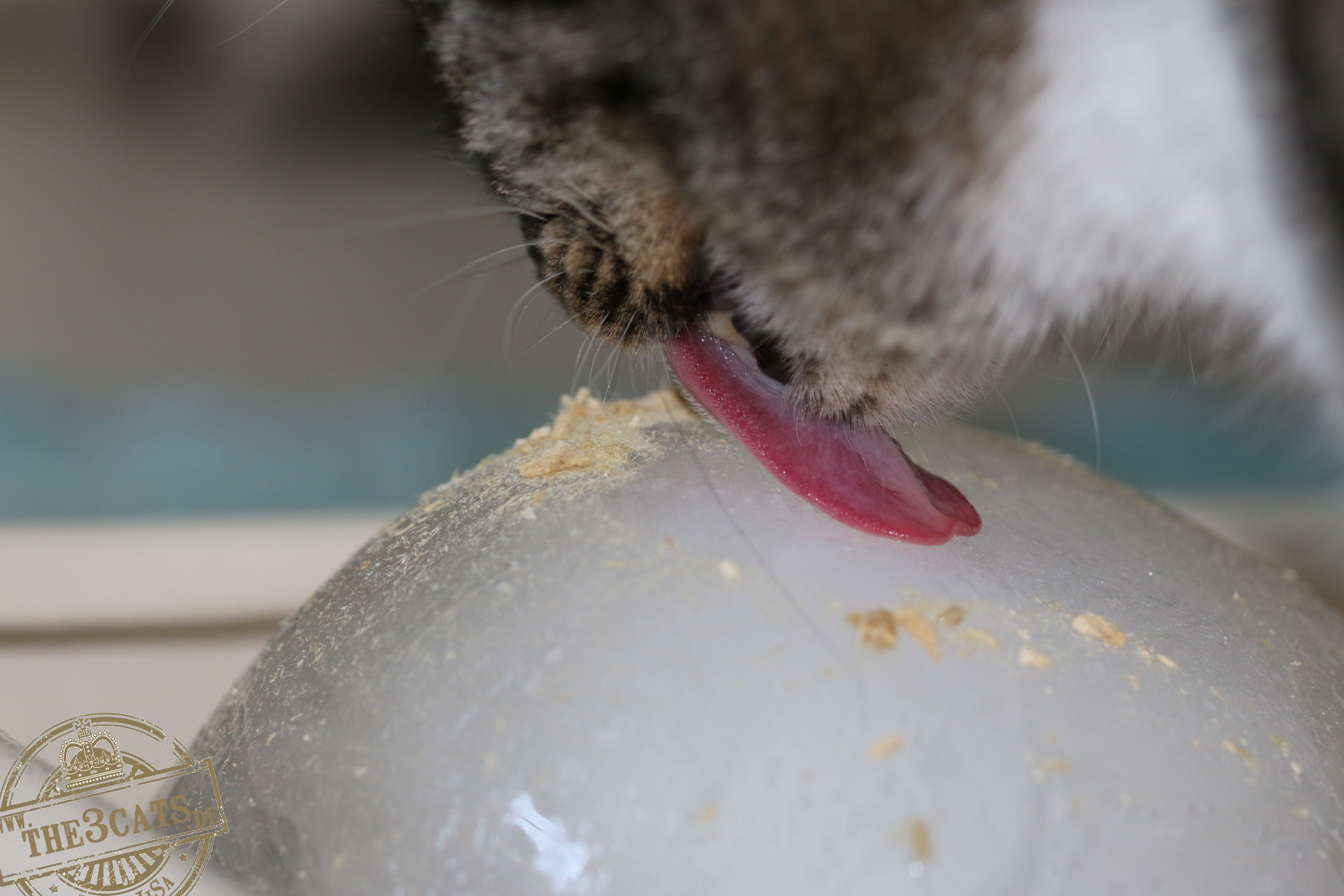 Linus: Die Eisball Challenge – Hitzetipp für Katzen