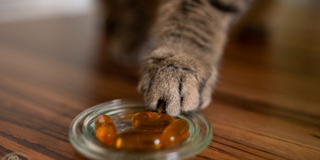 Jasper: Kiffen für Katzen [CBD Öle und Katzen]