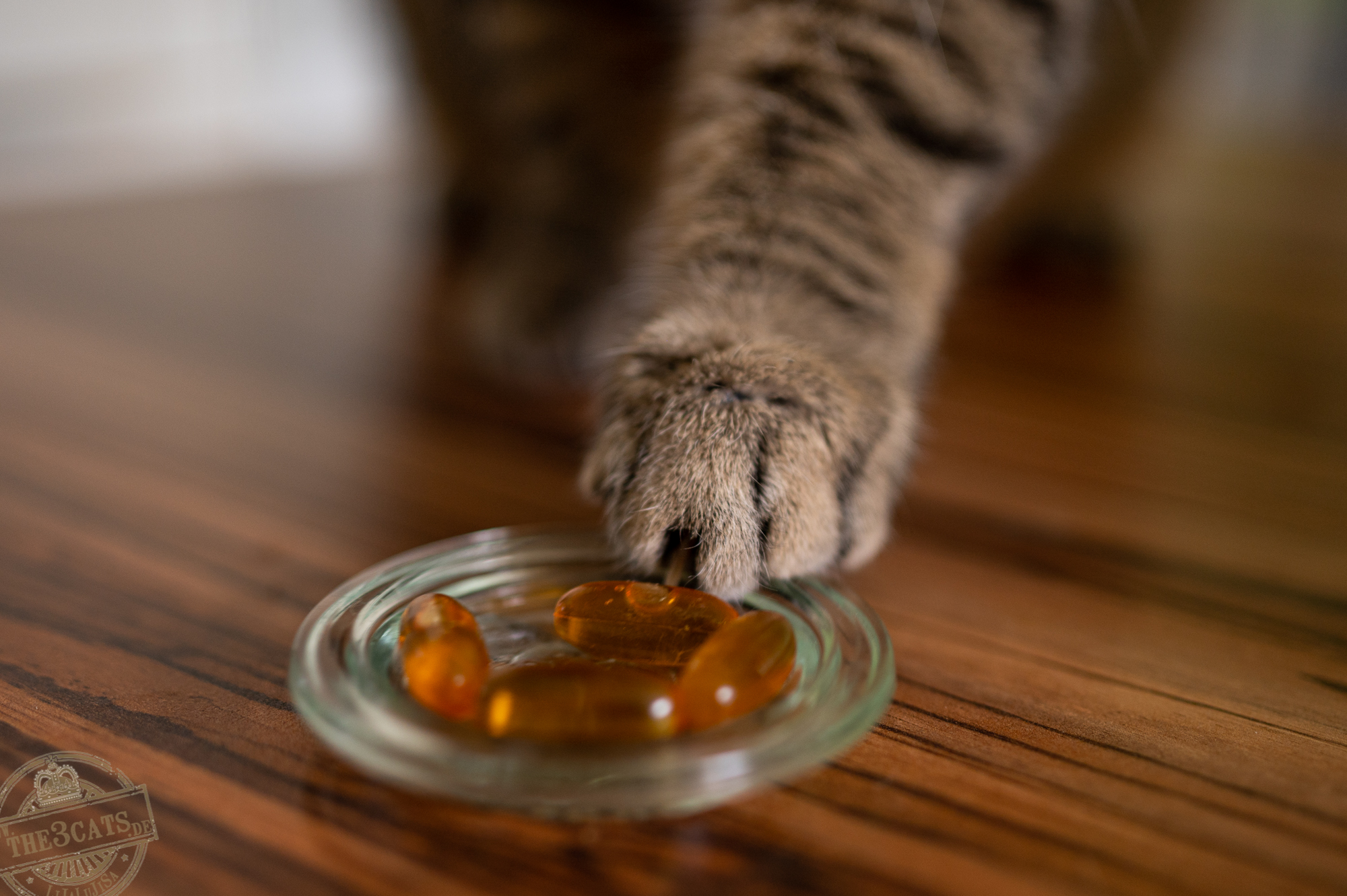 Jasper: Kiffen für Katzen [CBD Öle und Katzen]