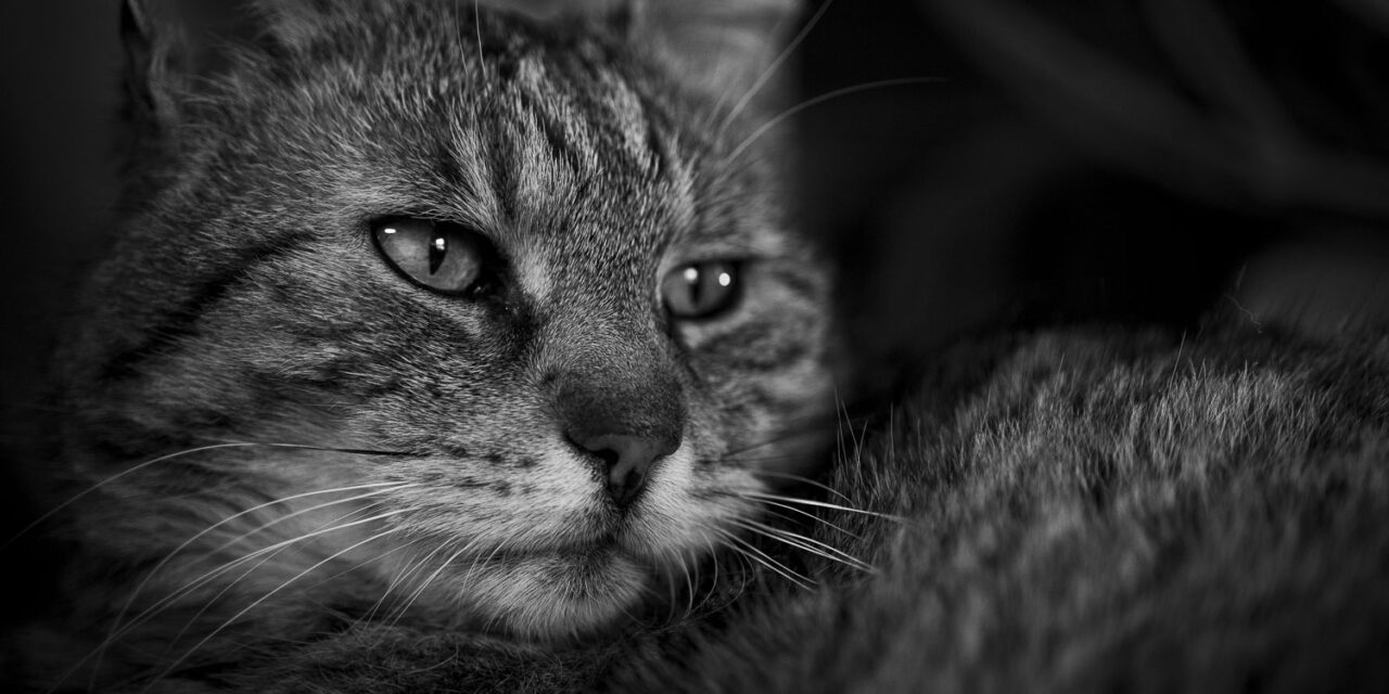 Jasper in memoriam: Feline Aortenthrombose – ein dramatischer Notfall, der verhindert werden kann