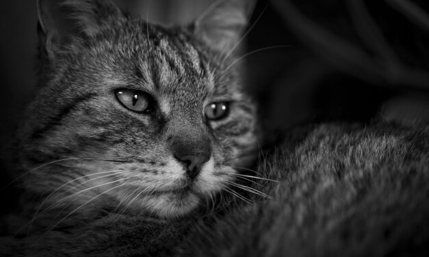 Jasper in memoriam: Feline Aortenthrombose – ein dramatischer Notfall, der verhindert werden kann