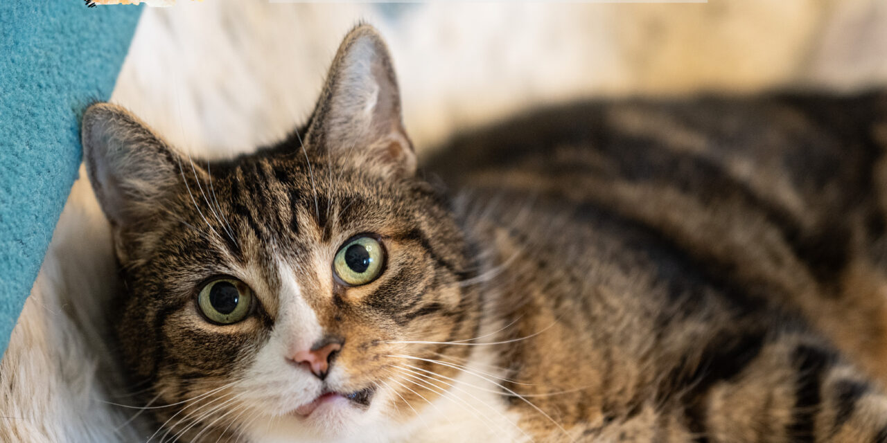 Jinpa: Katzen mit Epilepsie – Phenobarbital einmal täglich?