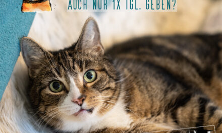 Jinpa: Katzen mit Epilepsie – Phenobarbital einmal täglich?