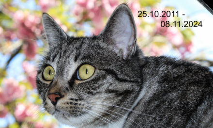 Jasper, Linus kommt.