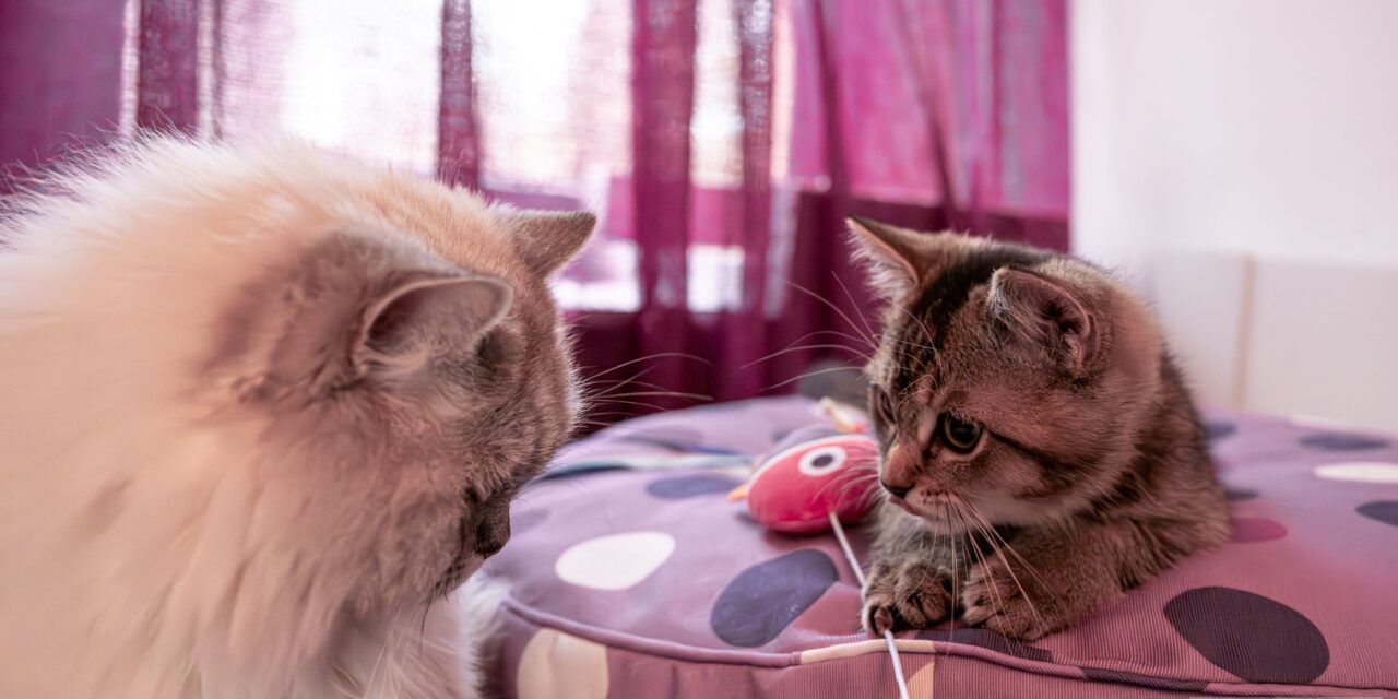 Ianto & Lino: Wir sind die Neuen