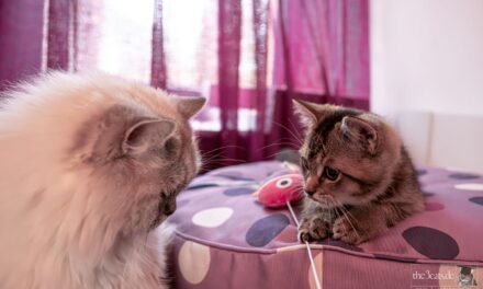 Ianto & Lino: Wir sind die Neuen